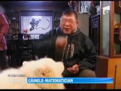 Un chinez si-a invatat cainele sa socoteasca