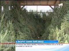 A inceput goana dupa brazii de Craciun