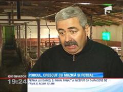 Porcul, crescut cu muzica si fotbal