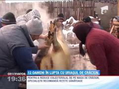 12 barbati s-au chinuit sa puna la pamant un porc de 500 de kilograme