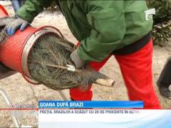 Negocieri la sange au fost si in piete, pentru bradul de Craciun