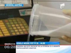 Icrele negre de sturion pot fi si albe