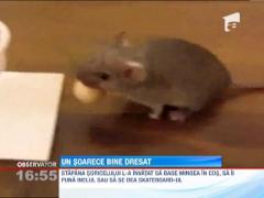 Un soarece bine dresat