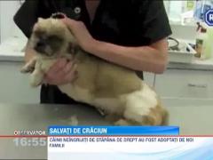 Cadoul perfect pentru trei caini din Marea Britanie