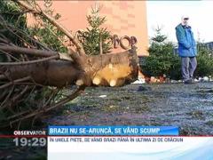 Comerciantii au mentinut preturile ridicate la brazii de Craciun