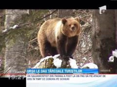 Un salvamontist din Dambovita a fost la un pas sa fie sfasiat de un urs