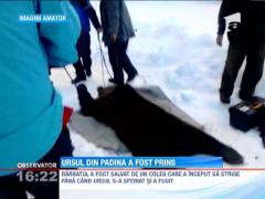 Ursul care a pus pe jar turistii si autoritatile din Padina a fost prins