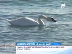 Un stol de lebede a poposit pe malul marii de la Eforie Sud