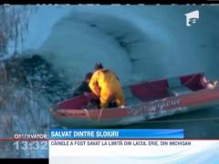 Caini salvat dintre sloiuri