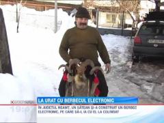 In Neamt, uratorii au inlocuit traditionala capra cu berbecul electronic!