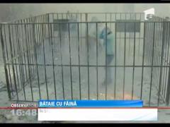 Spaniolii s-au luat la bataie cu faina, chiar inainte de Anul Nou