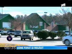 Caine furat si regasit