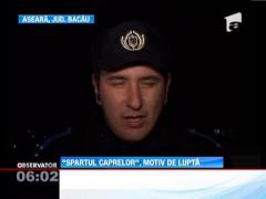 "Spartul caprelor", motiv de lupta
