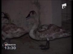 3 lebede slabite si derutate de ceata densa s-au oprit in Bacau
