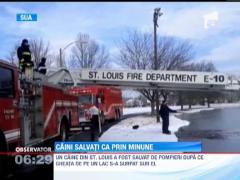 Caini salvati ca prin minune