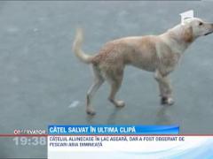 Operatiune de salvare in Dambovita: Un caine ramas pe o bucata de gheata intr-un lac