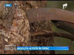 Un copac a adoptat o bicicleta: Arborele atrage mii de turisti in Washington