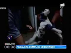 Gardienii unei inchisori din Brazilia au "arestat" o pisica
