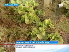 Iarna blanda le-a adus bani agricultorilor