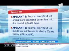 Ajutor! Un leu se plimba pe strada