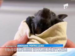 Australia: Sute de pui de lilieci afectati de canicula