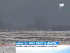 Animalele salbatice, hranite de vanatori pe timpul iernii