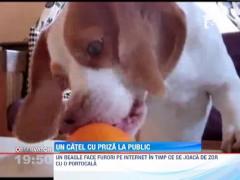 Un caine si o portocala fac senzatie pe internet