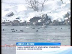Lebedele care s-au ratacit pe strazile din Bacau au ajuns in mediul lor natural