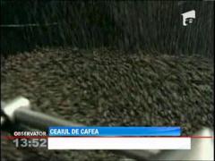 Cercetatorii britanici: Ceaiul din frunzele arborelui de cafea poate reduce riscul diabetului