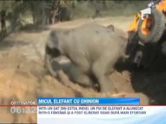 India: Un pui de elefant insetat a fost salvat cu excavatorul din fantana in care cazuse