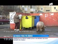 In Alexandria, porcii traverseaza strada pe trecerea de pietoni!