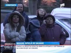 De aproape o saptamana pompierii din Constanta incearca sa coboare o pisica dintr-un copac