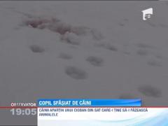 Copil de 8 ani sfasiat de 5 caini