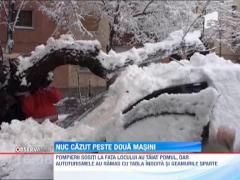 Nuc cazut peste doua masini
