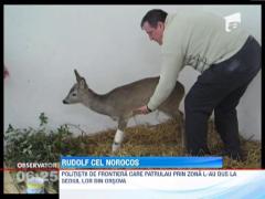 Un pui de caprioara care a cazut de pe o stanca a fost salvat de catre politistii de frontiera din Orsova