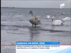 Primavara din miezul iernii! In Resita s-au inregistrat 15 grade Celsius