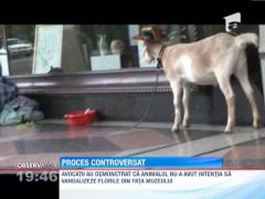 Magistratii unui tribunal din Australia au judecat un caz in care se ancheta o capra!