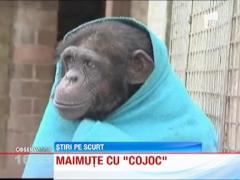 Paturi pentru maimutele de la o gradina zoologica din Marea Britanie