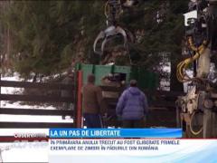 Zimbrii de la Rezervatia Naturala "Dragos Voda", la un pas de libertate