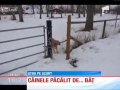 Cel mai perseverent caine din lume