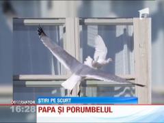 Un porumbel eliberat simbolic de Papa Benedict al XVI-lea aproape sa fie ucis
