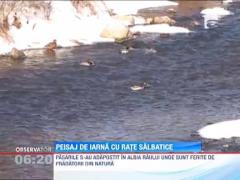 Peisaj de iarna cu rate salbatice, in Busteni