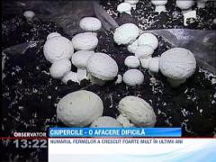 Ciupercile, o afacere dificila