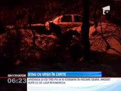 Localnicii din Tusnad, vizitati in fiecare seara de ursoaica