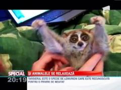 Si animalele se relaxeaza