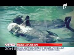 Tot ce trebuie sa stii despre vidre