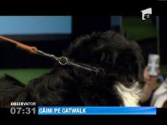 A inceput saptamana modei de la New York pentru patrupede!