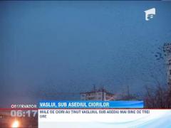 Orasul Vaslui a fost invadat de milioane de ciori