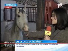 Caii din Letea, in adapost