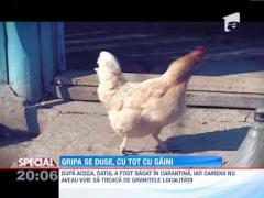 Gripa aviara, o enigma